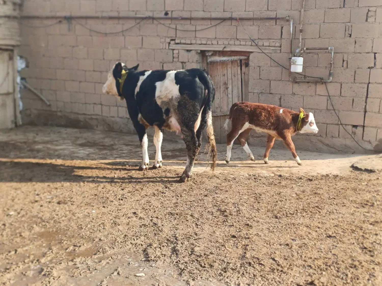 سیمینتال آبستن|حیوانات مزرعه|چهاربرج, |دیوار