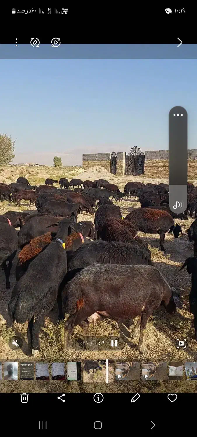 فروش ۱۲۰راس میش افشار|حیوانات مزرعه|آرادان, |دیوار