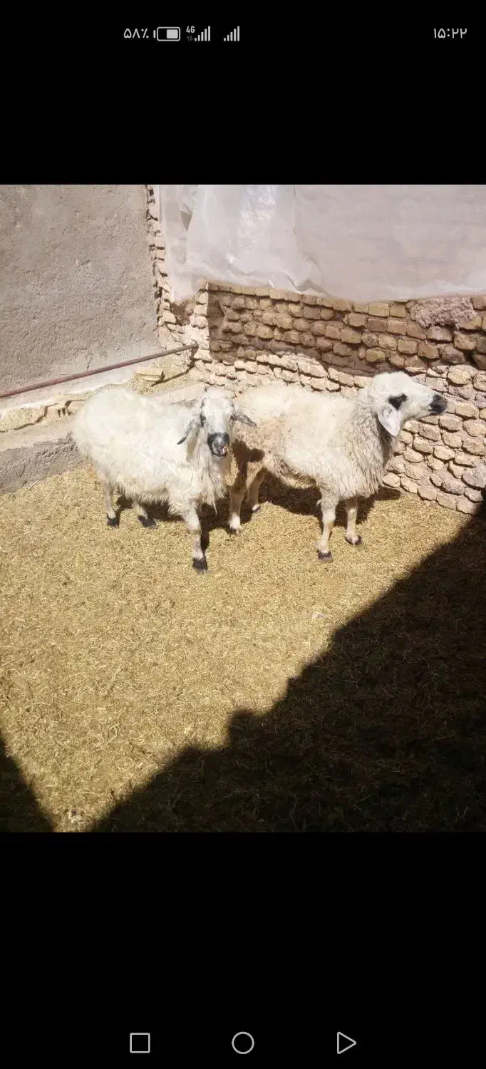 دوراس میش|حیوانات مزرعه|یزد, |دیوار