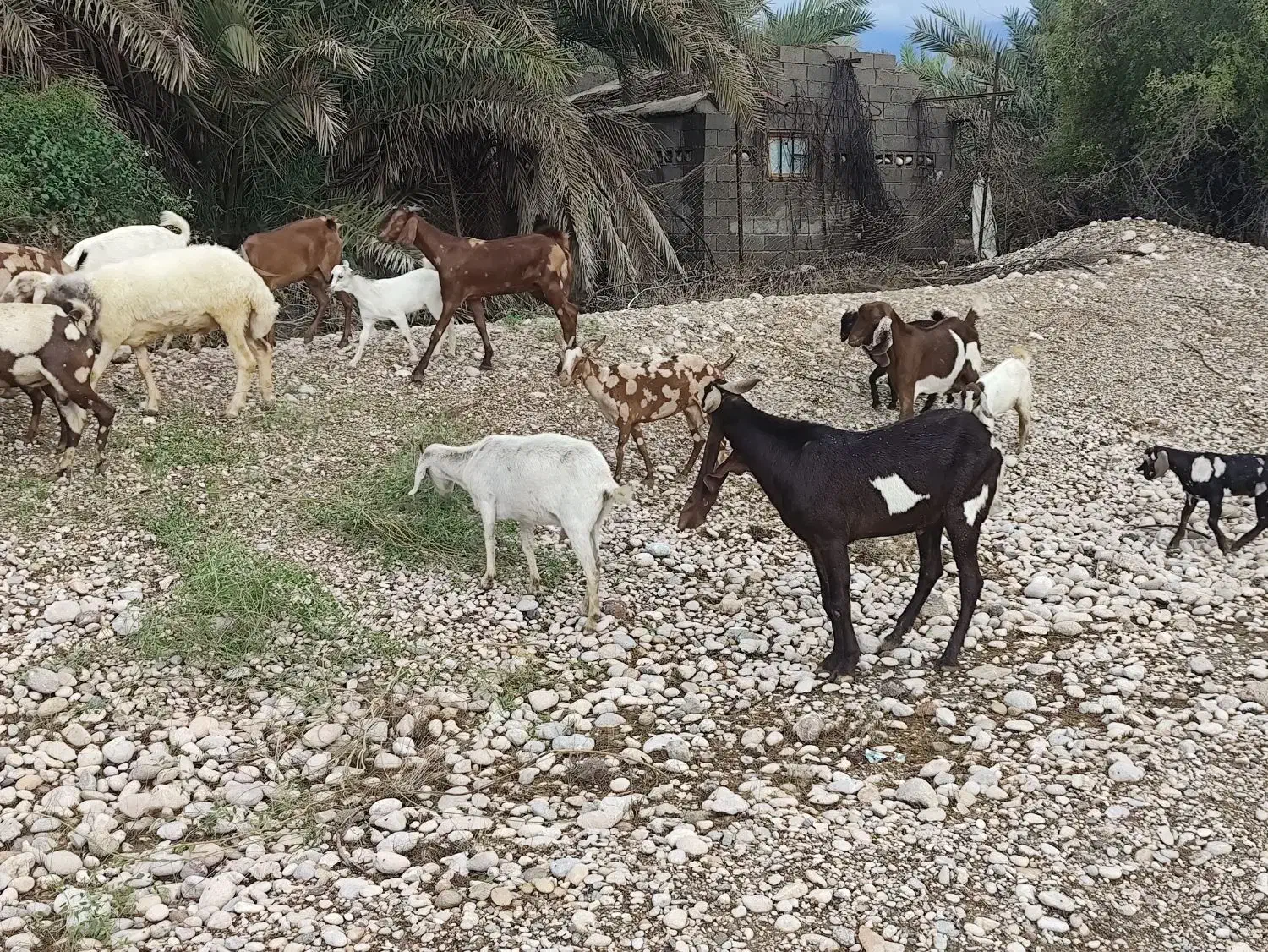 نری پاکستانی ..‌|حیوانات مزرعه|قلعه قاضی, |دیوار