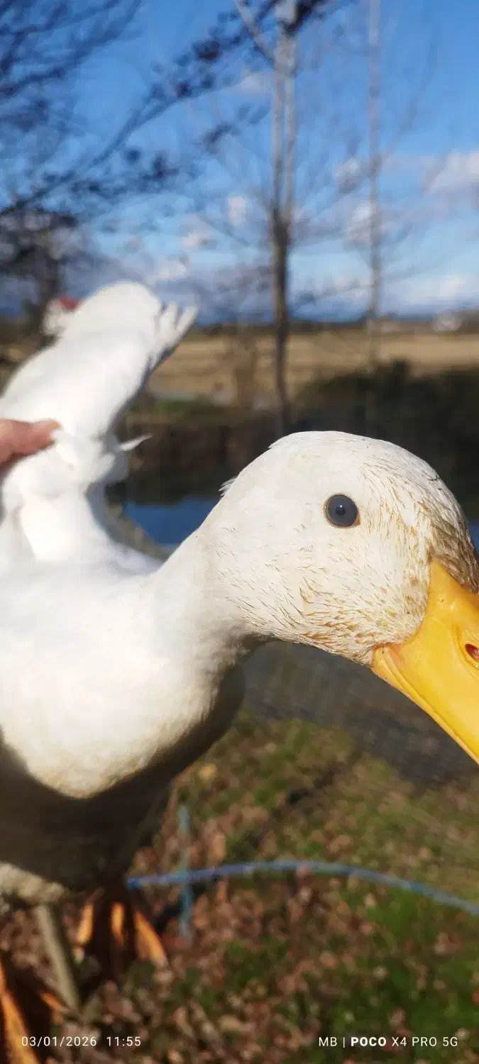 فروش اردک نر|حیوانات مزرعه|شفت, |دیوار