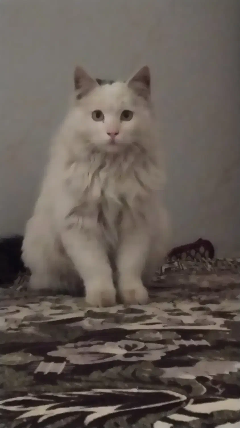 گربه مین کون سفید ماده|گربه|مشهد, پورسینا|دیوار