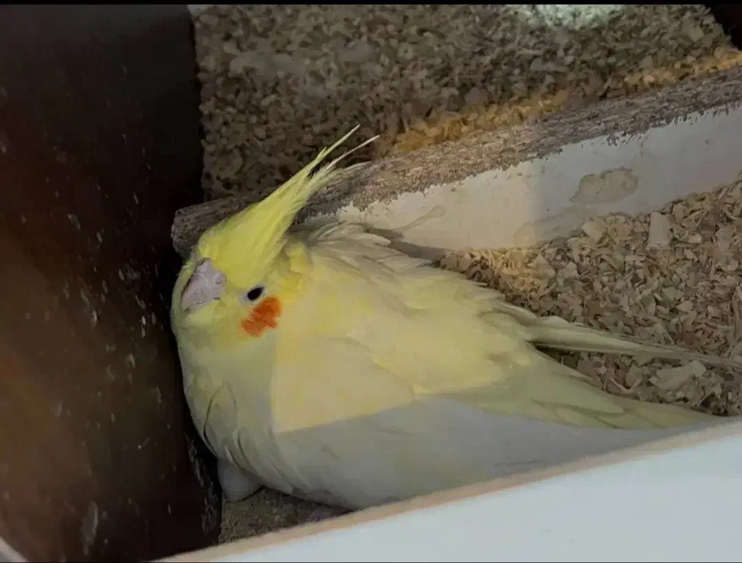 جفت عروس هلندی مولد|پرنده|مرودشت, ثبت احوال|دیوار