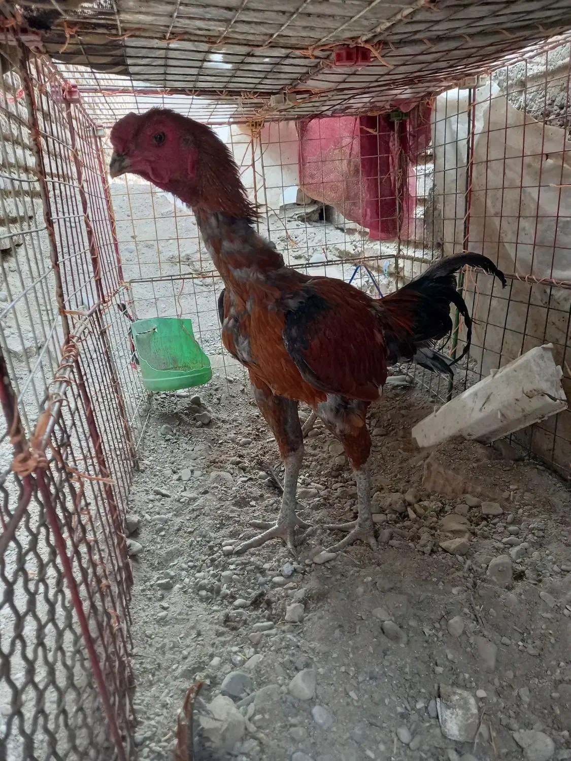 خروس فروشی|حیوانات مزرعه|ایرانشهر, |دیوار