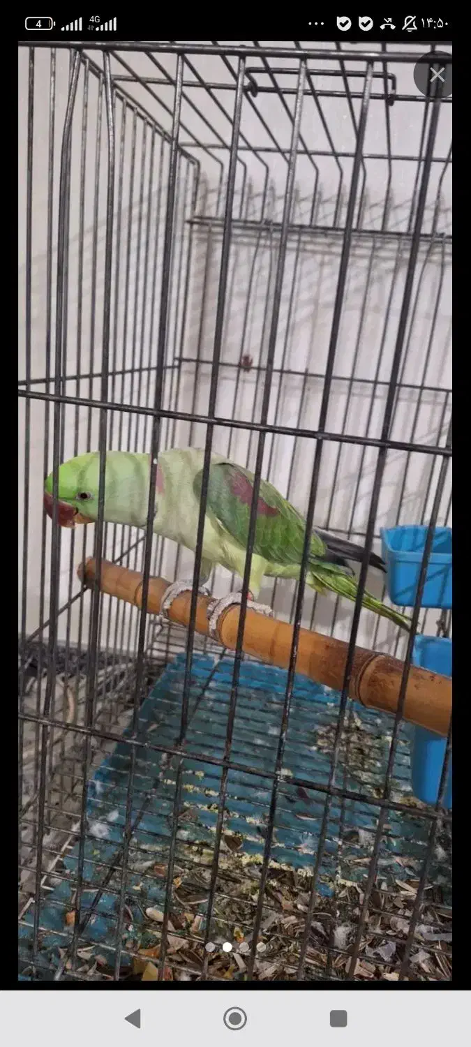 شاه طوطیم گمشده پرنده|حیوانات|اهواز, کیان اباد|دیوار