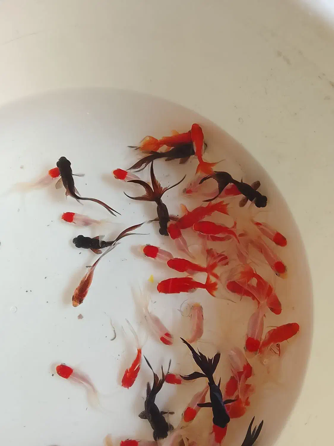 ماهی قرمز|ماهی|نیشابور, شهید بهشتی|دیوار