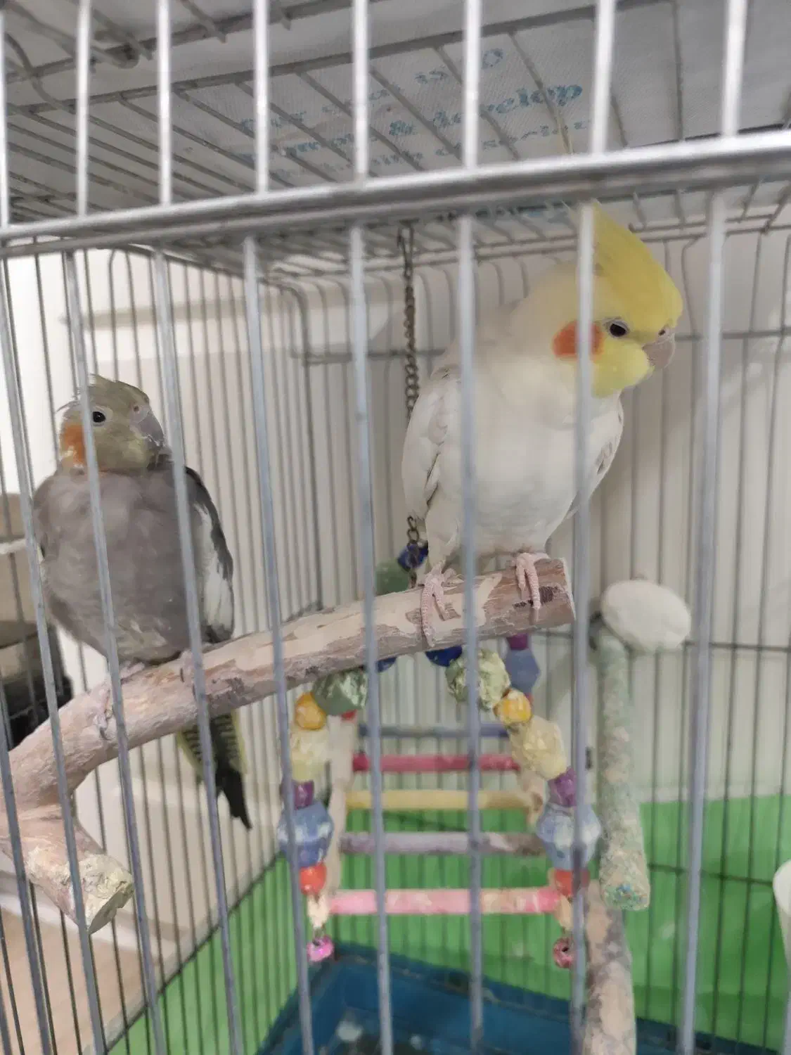 عروس هلندی|پرنده|فردیس, شهرک راه آهن|دیوار