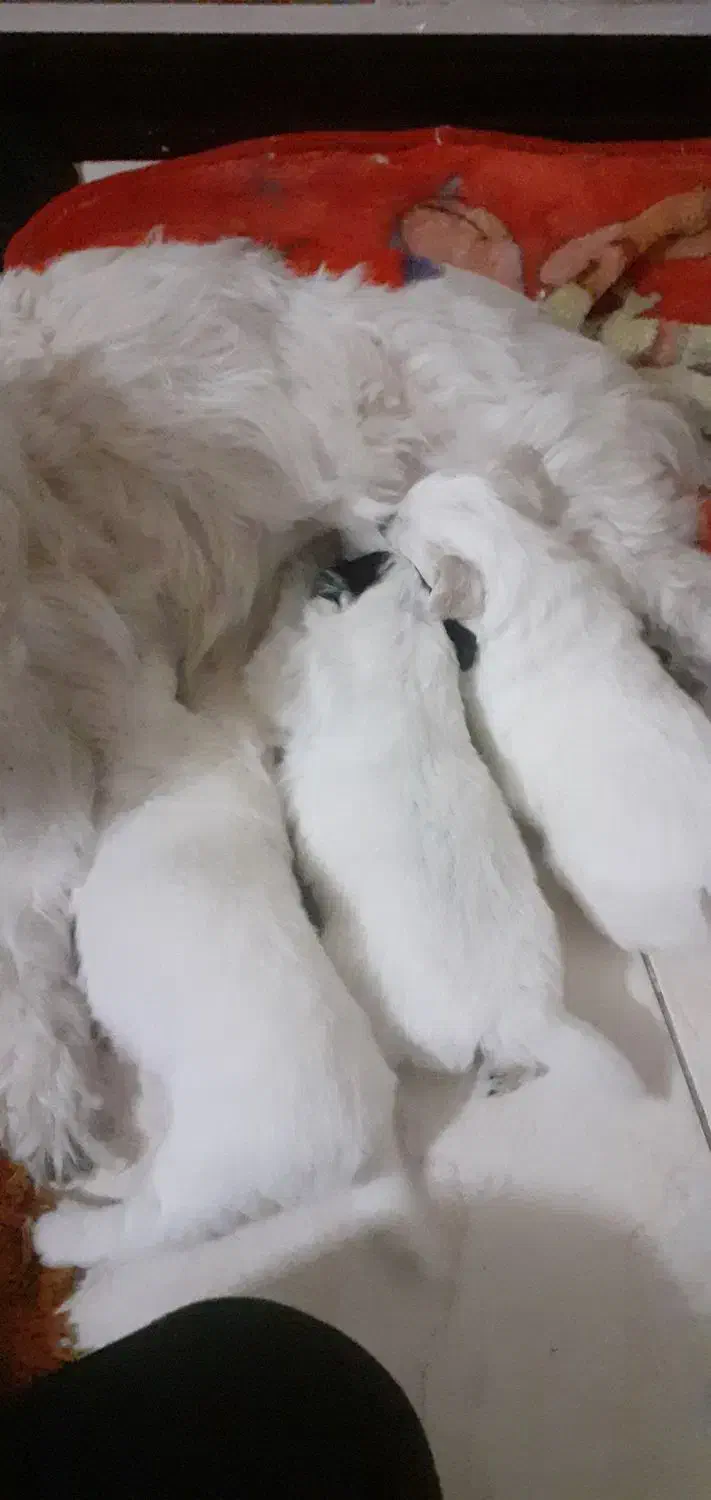 شیتزو بهمراه توله|سگ|خمینی‌شهر, |دیوار