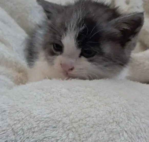 گربه کیوت|گربه|بجنورد, |دیوار