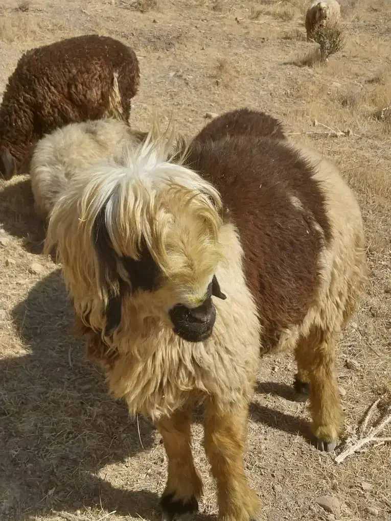 سلام ۳راس کاوه قوچ دو رگ ترکی بختیاری|حیوانات مزرعه|ارژن, |دیوار