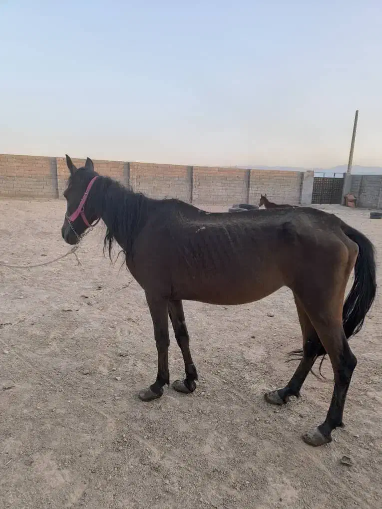 معاوضه اسب|حیوانات مزرعه|کوار, |دیوار