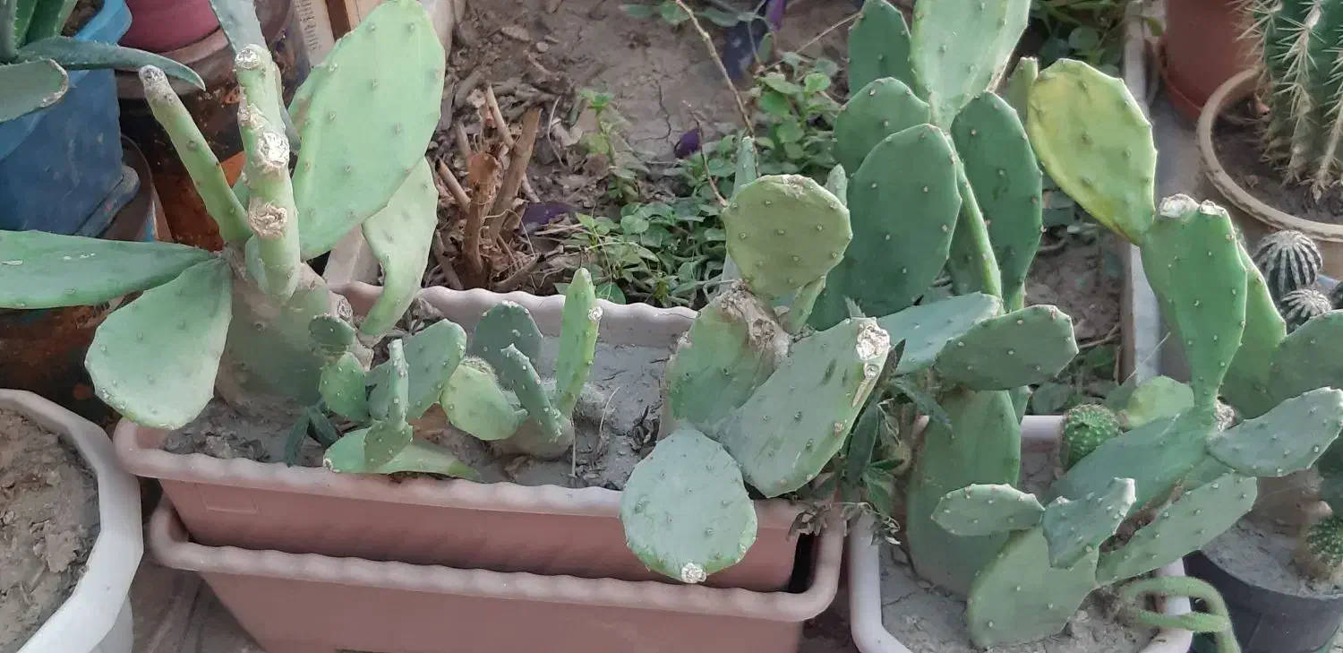 گیاه کاکتوس پر بار|گل و گیاه طبیعی|اصفهان, فروردین|دیوار