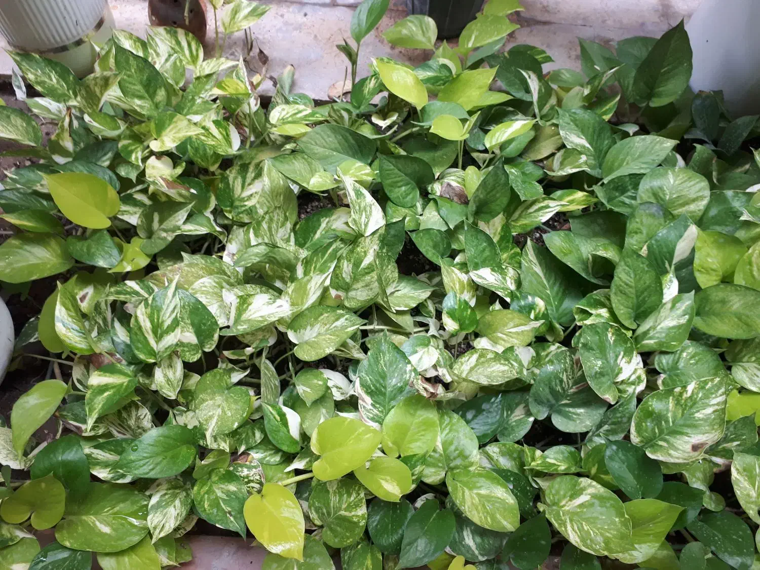 پتوس|گل و گیاه طبیعی|قشم, |دیوار