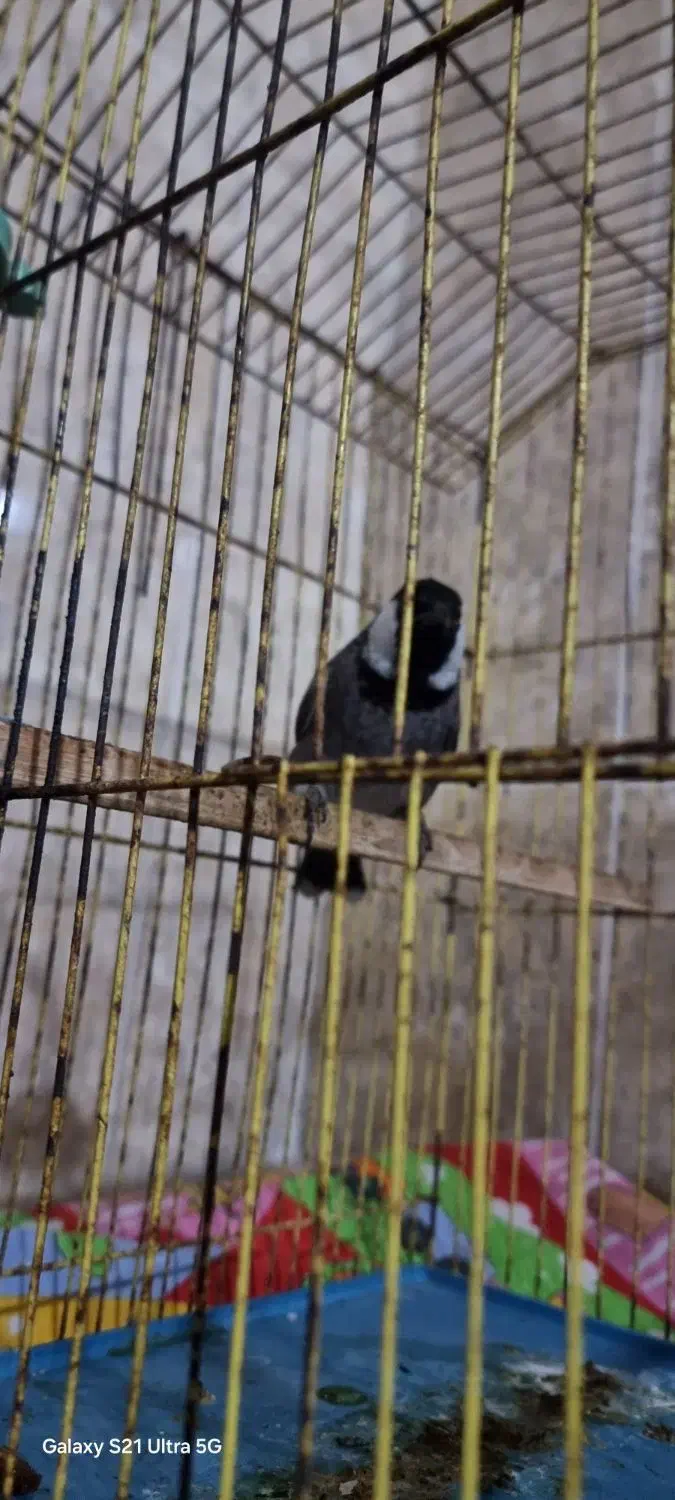 پرنده خانگی|پرنده|آبپخش, |دیوار