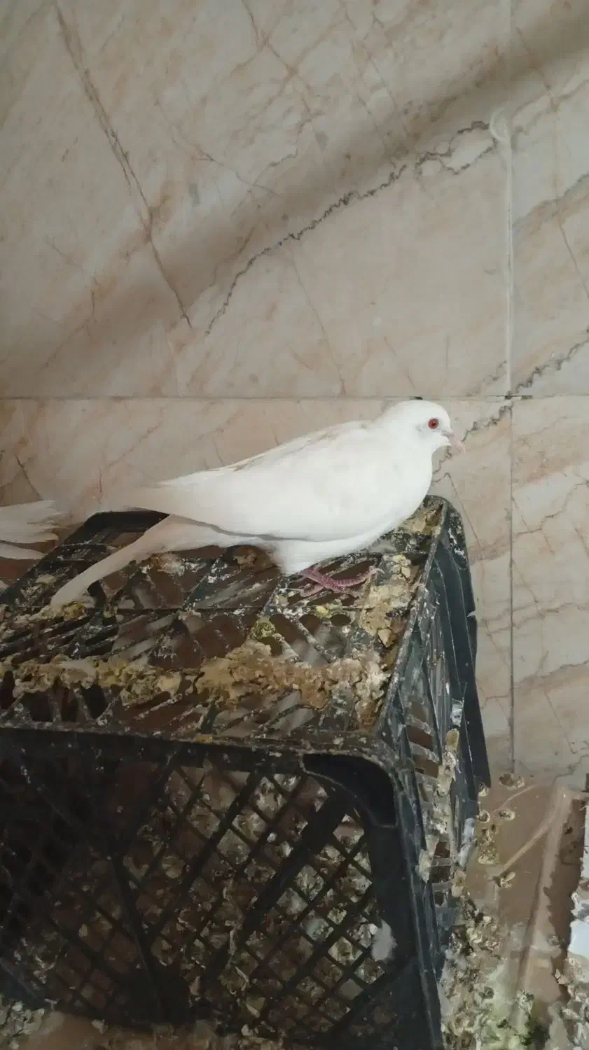 کبوتر خانگی|پرنده|خاش, |دیوار