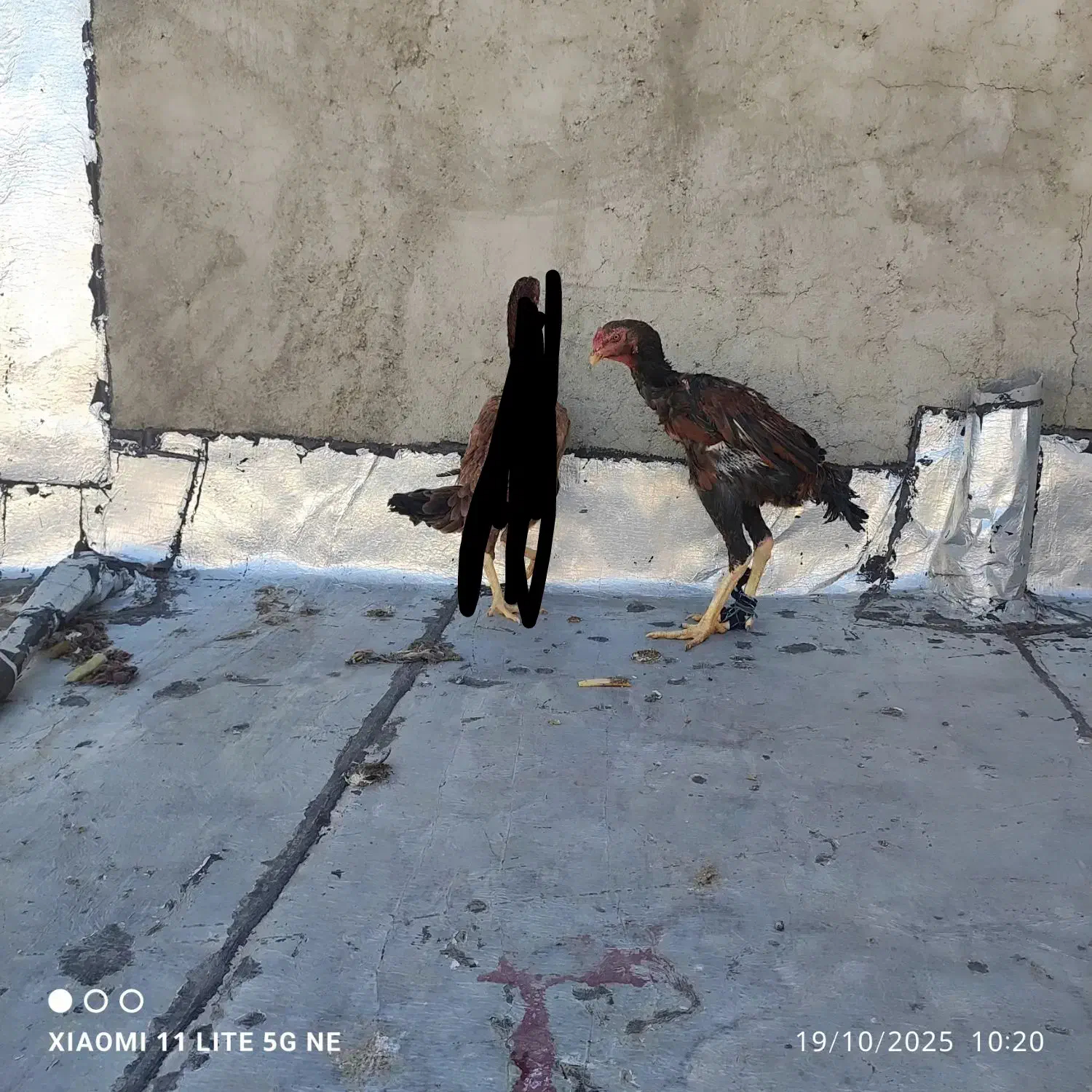 مرغ خروس|حیوانات مزرعه|چالدران, |دیوار