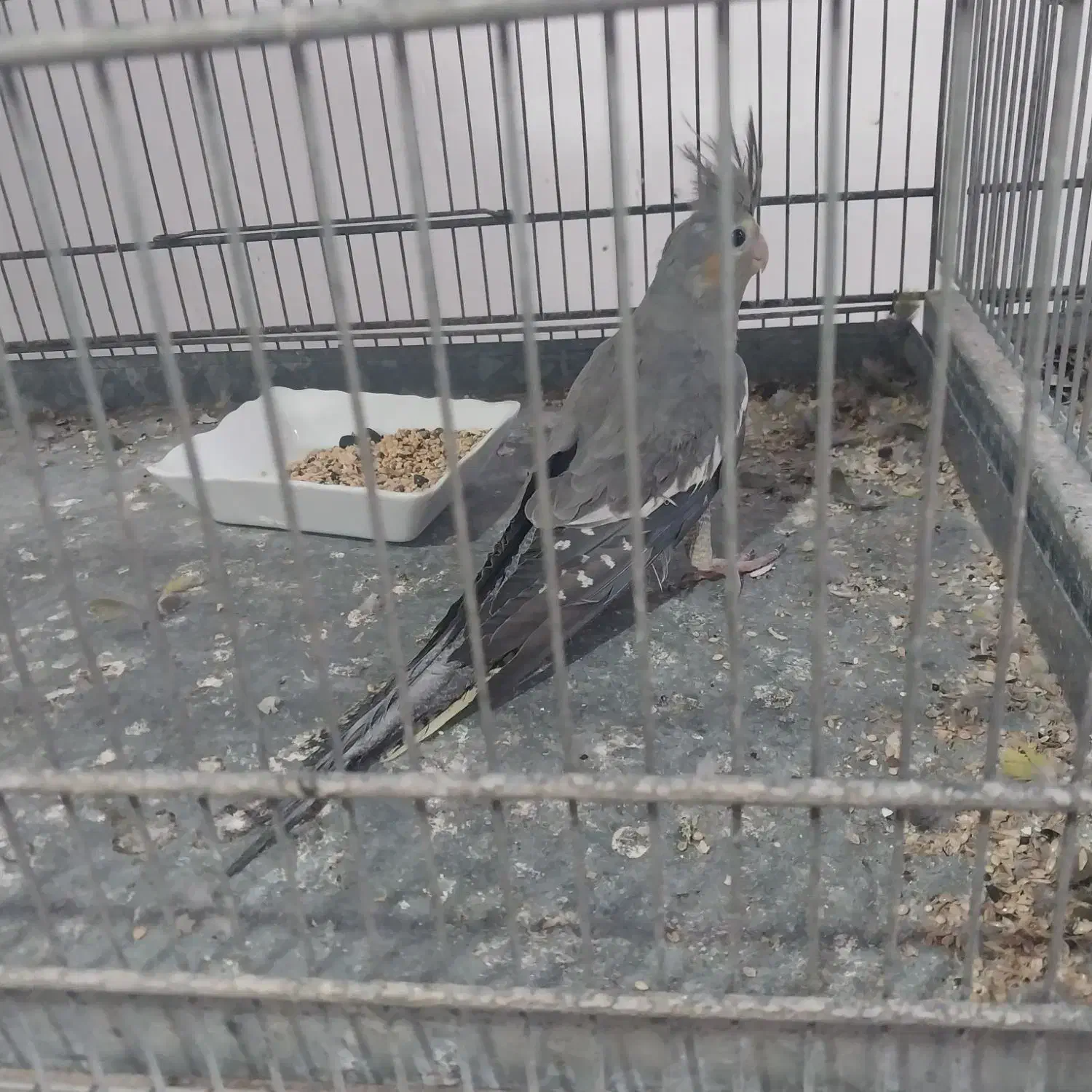 پرنده زینتی|پرنده|عجب شیر, |دیوار