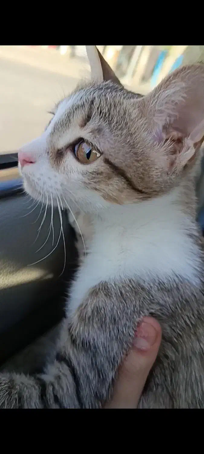 گمشده|گربه|نقده, |دیوار