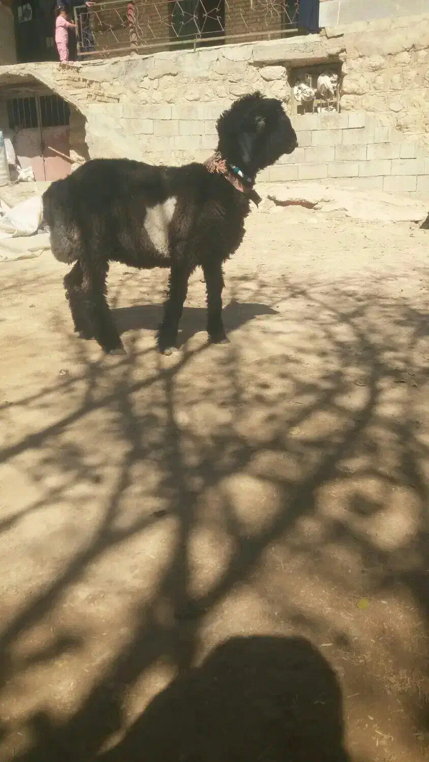 میش قوچ. بره ترکی|حیوانات مزرعه|کوهرنگ, |دیوار