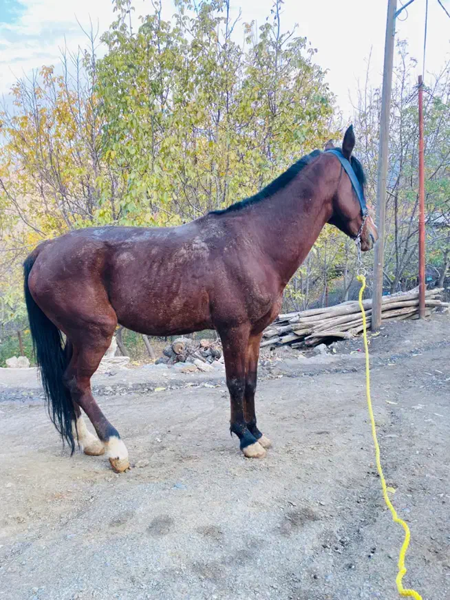 اسب فروشی|اسب و تجهیزات اسبسواری|بانه, |دیوار