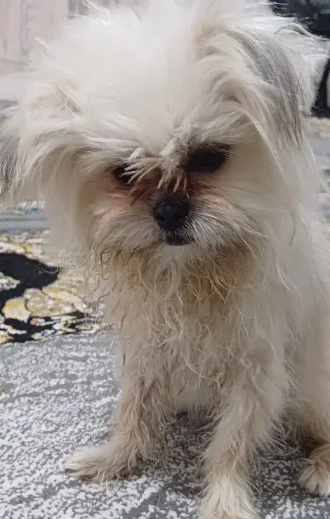 سگ شیتزو پودل|سگ|یاسوج, |دیوار