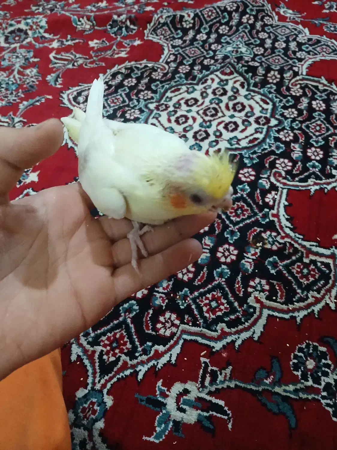 عروس هلندی سرلاکی|پرنده|رباطکریم, آدران|دیوار