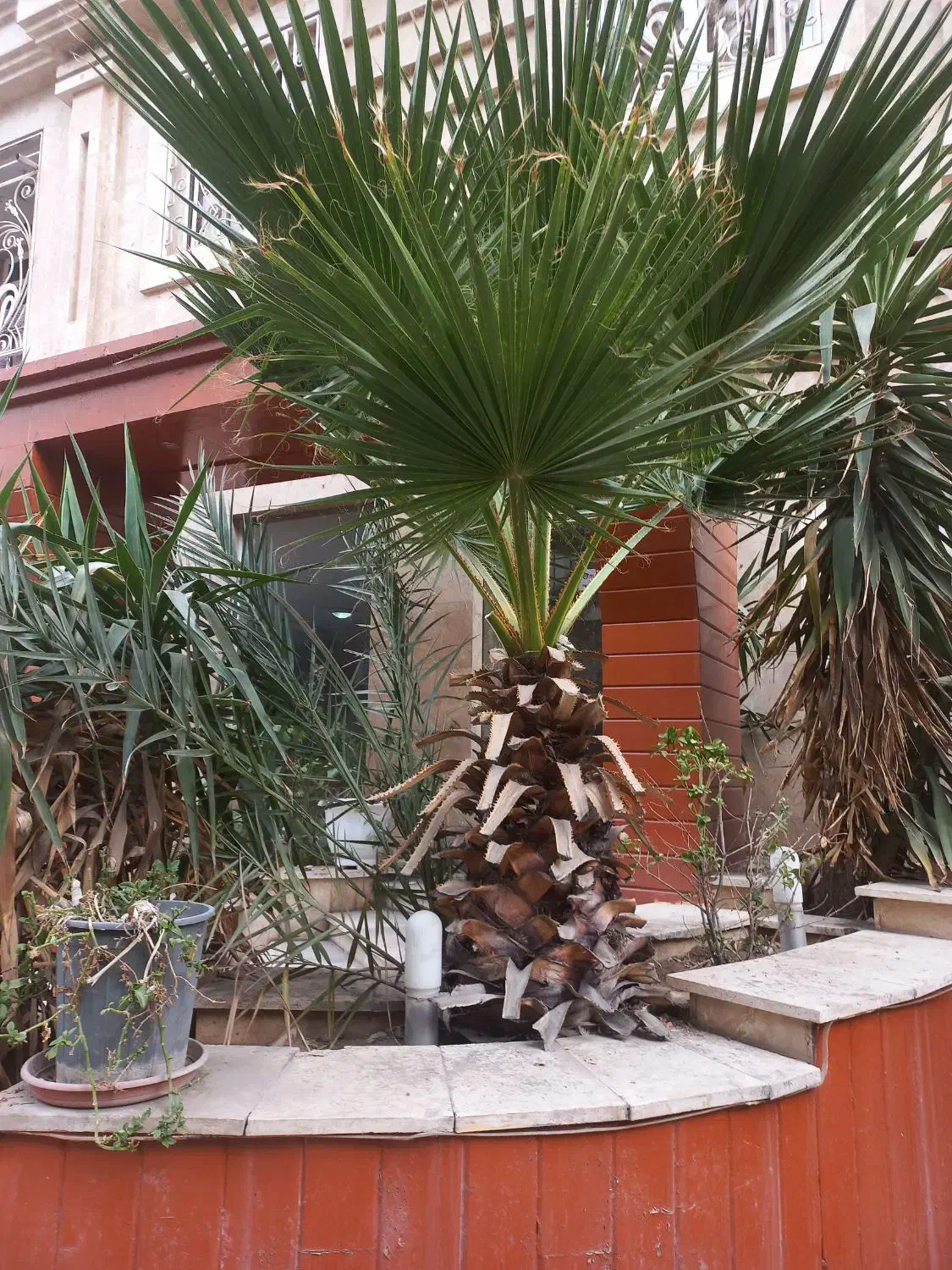 نخل زینتی|گل و گیاه طبیعی|تهران, سازمان برنامه جنوبی|دیوار