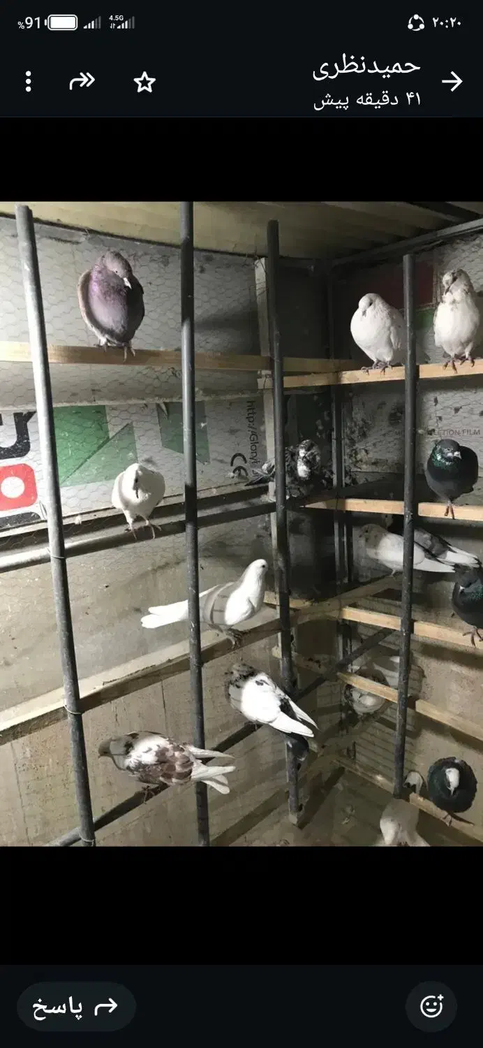 کبوتر تهرانی|پرنده|تهران, زرکش|دیوار