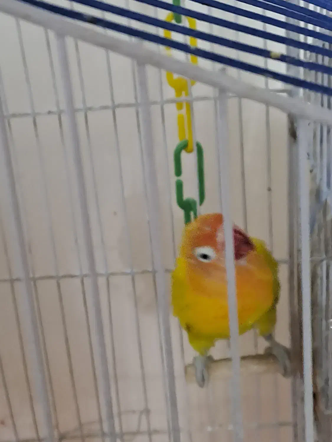 طوطی برزیلی دستی|پرنده|کرج, باغستان|دیوار