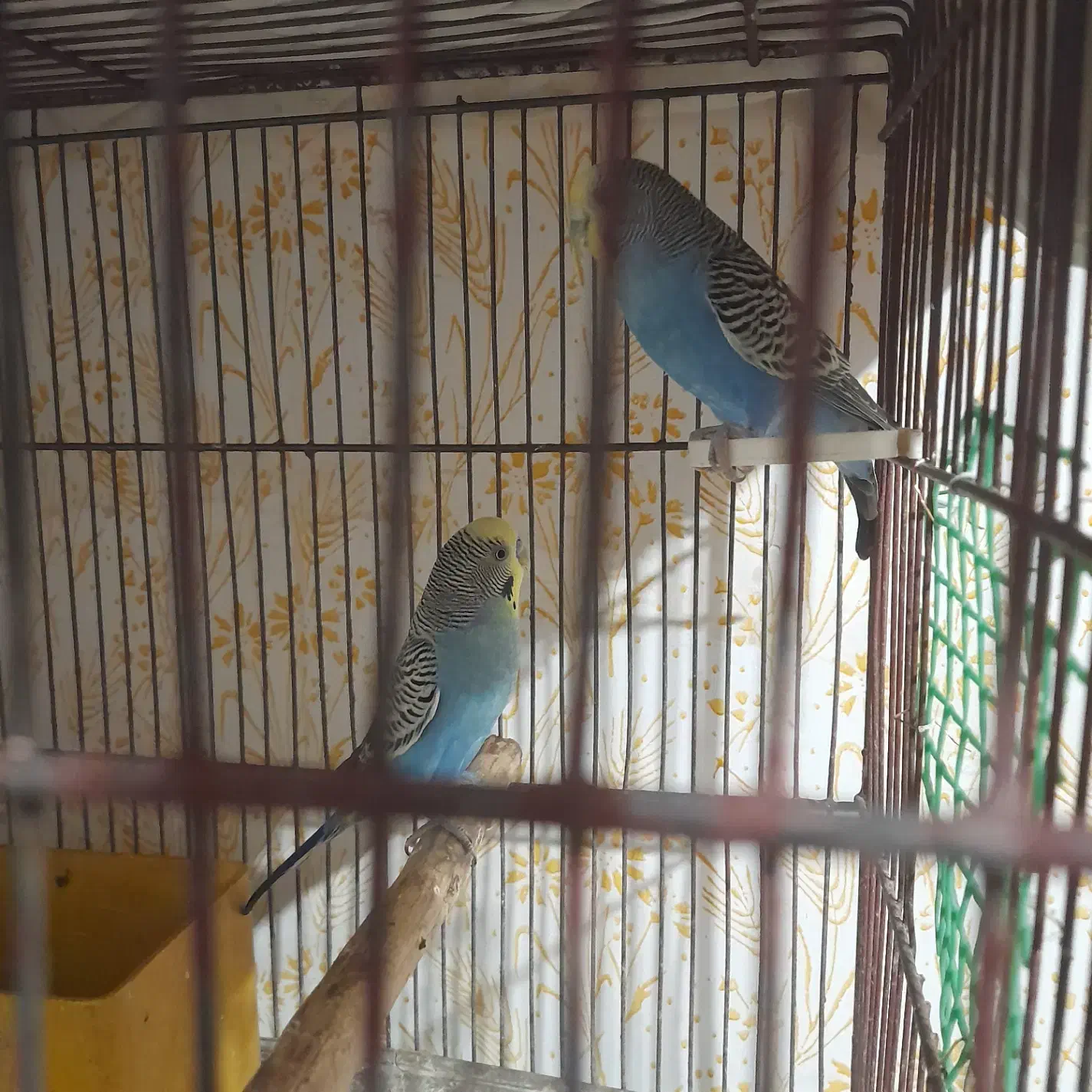 مرغ عشق|پرنده|مشهد, خرمشهر|دیوار