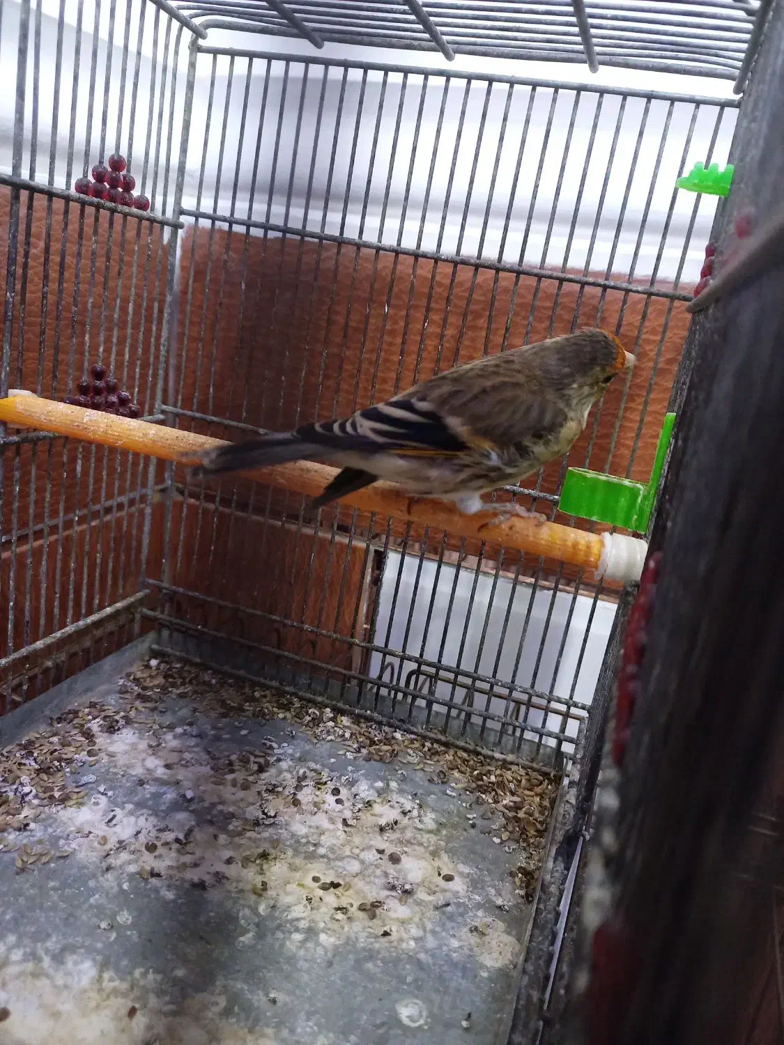 سهره قناری|پرنده|شیراز, کفترک|دیوار