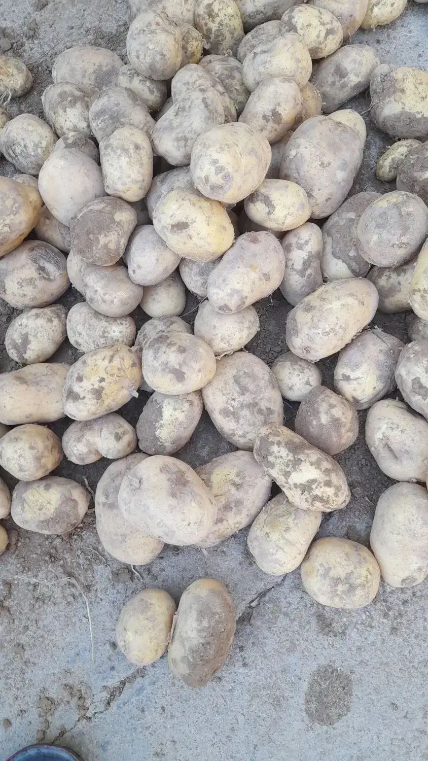 سیب زمینی 1تن|عمدهفروشی|زاغه, |دیوار