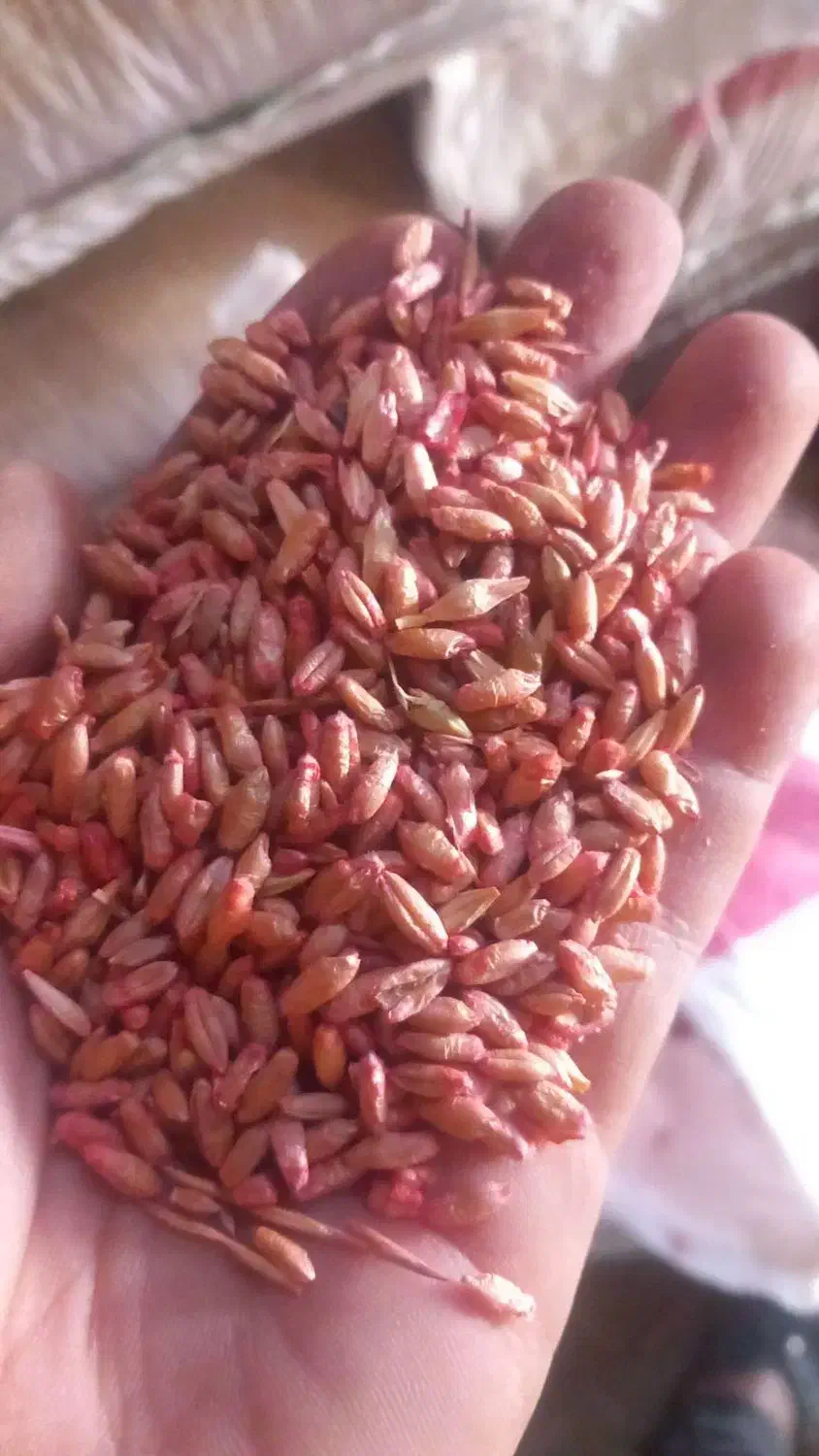 بذر تریتیکاله اصل آمریکا کالیفرنیا73وانواع بذر جو|خدمات باغبانی و درختکاری|مشهد, چاهشک|دیوار