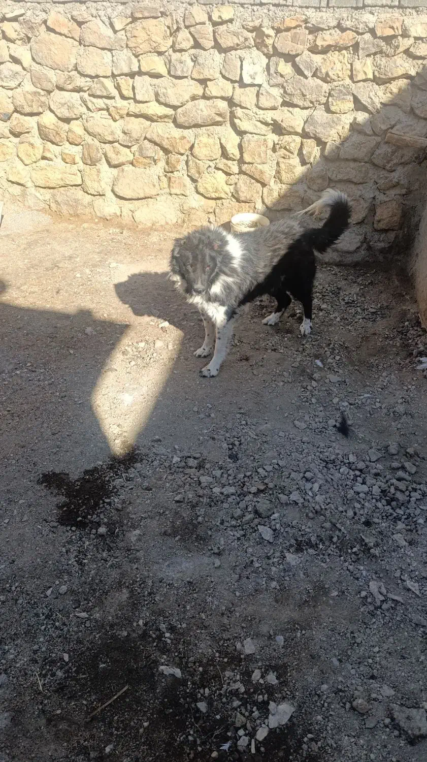 سگ فروشی|سگ|زاغه, |دیوار