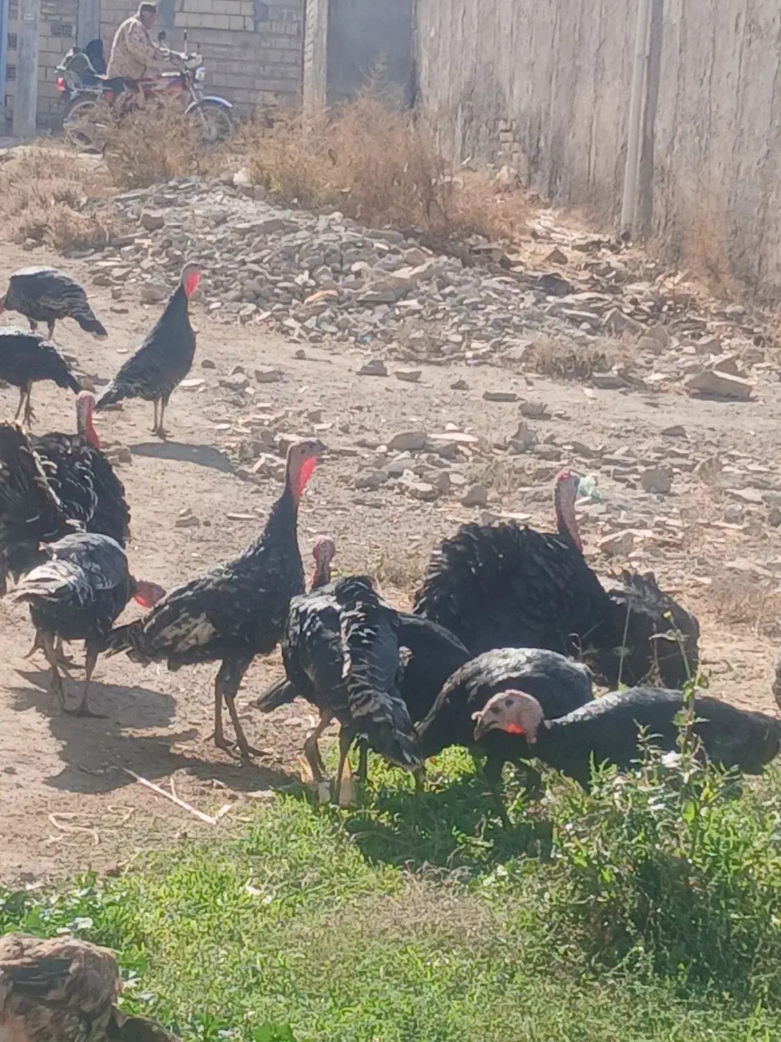 بوقلمون نر و ماده به قیمتهای مناسب|حیوانات مزرعه|الوند, |دیوار