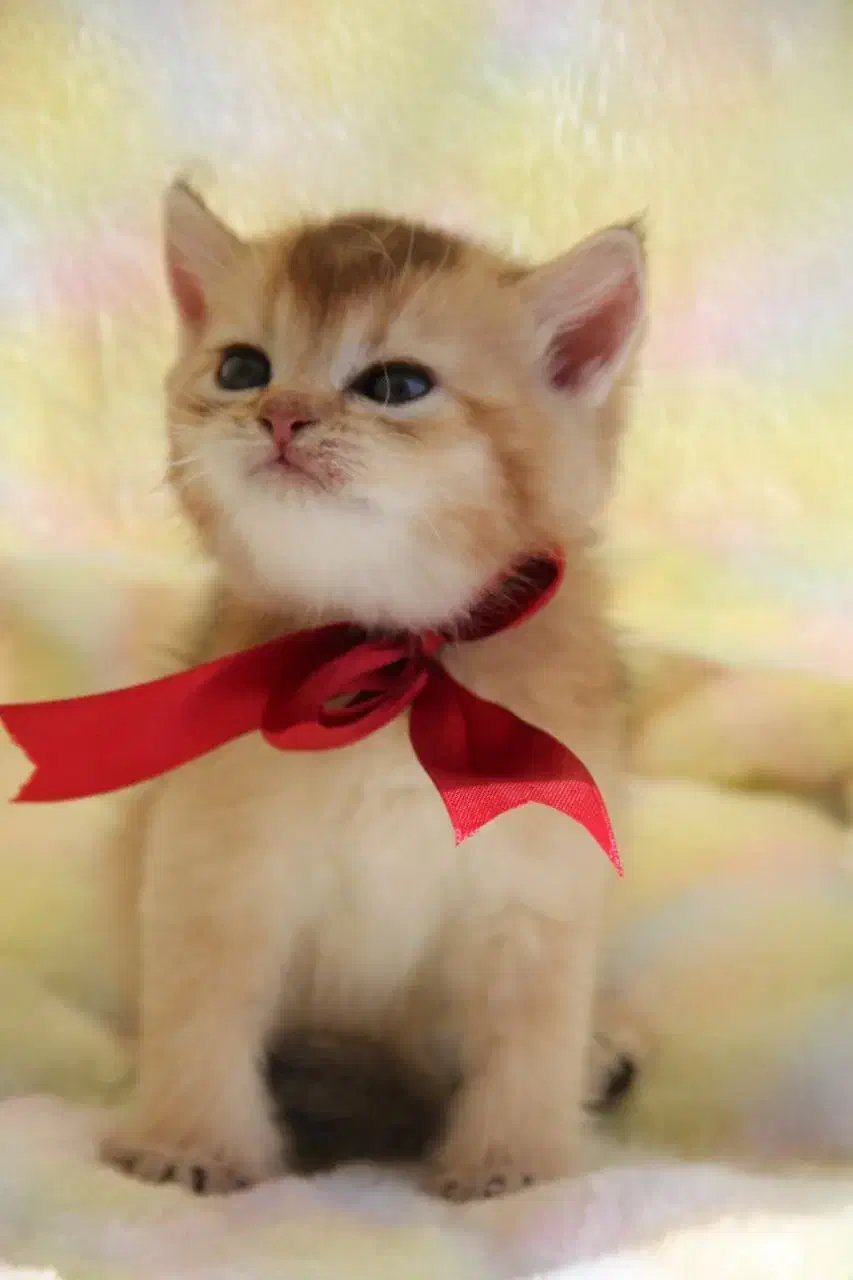 بچه گربه های پشمالو|گربه|شیراز, فرهنگ شهر|دیوار