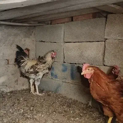 خروس محلی|حیوانات مزرعه|کرمان, |دیوار