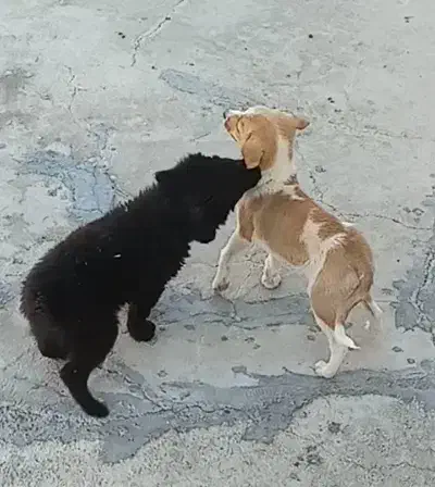 سگ خانگی|سگ|اسدآباد, |دیوار