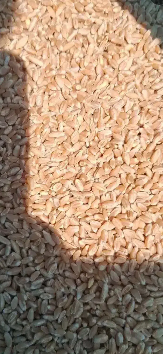 گندم روشن|خدمات باغبانی و درختکاری|آباده, |دیوار