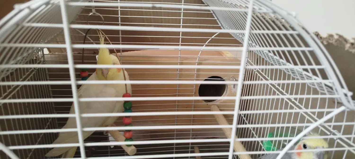 عروس هلندی مولد|پرنده|شهرضا, |دیوار