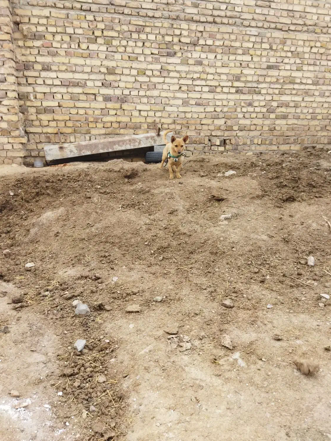 پاپی|سگ|تایباد, |دیوار