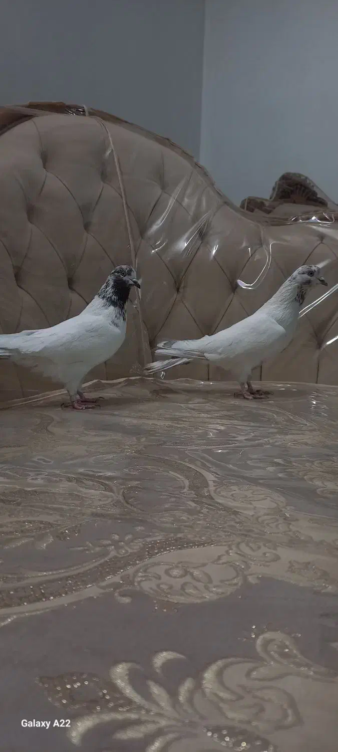 کبوتر پرشی تهرونی|پرنده|حبیب آباد, |دیوار