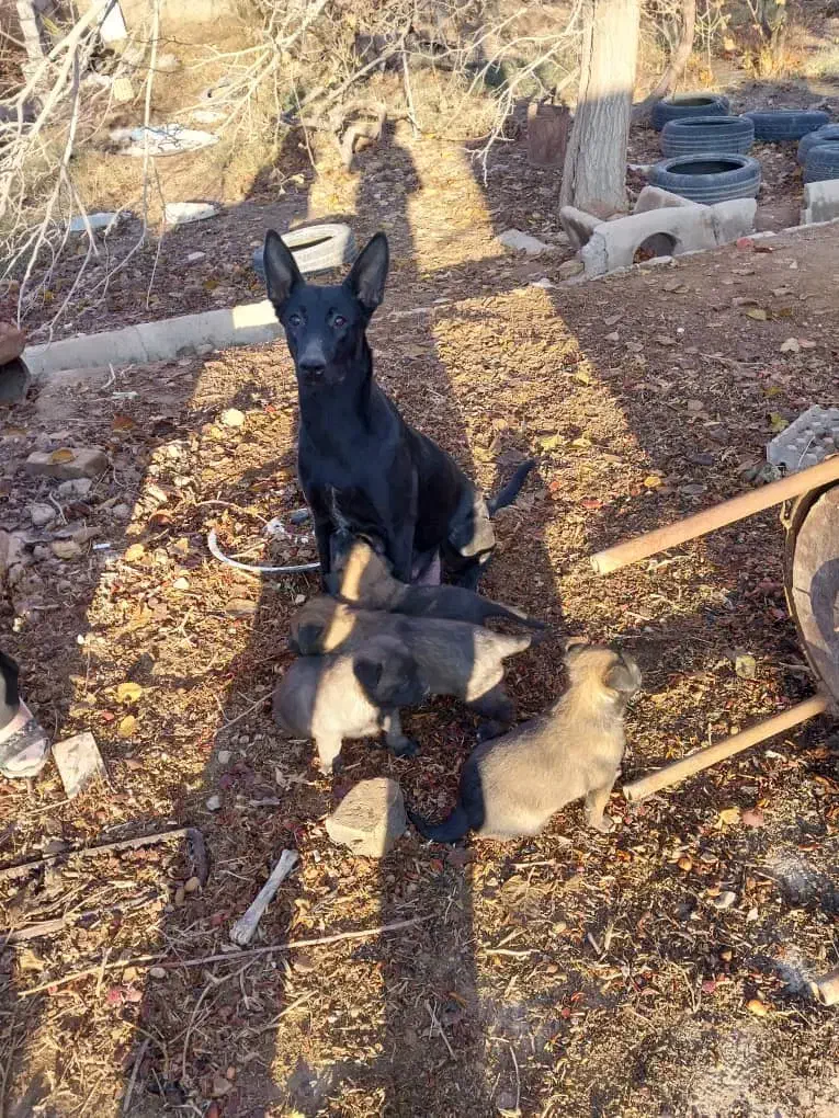 واگذاری|سگ|مهریز, |دیوار