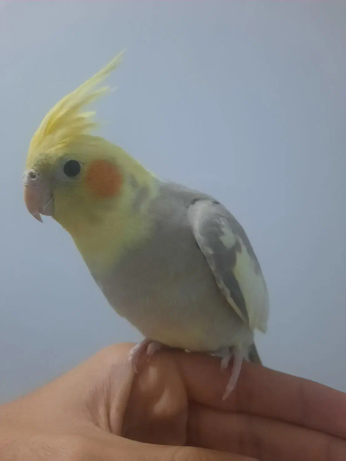 عروس هلندی سخنگو|پرنده|اراک, |دیوار