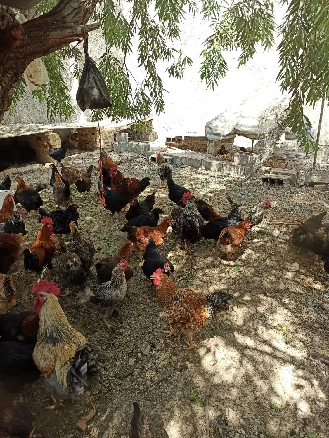 مرغ و خروس جوان|حیوانات مزرعه|خاوران, |دیوار