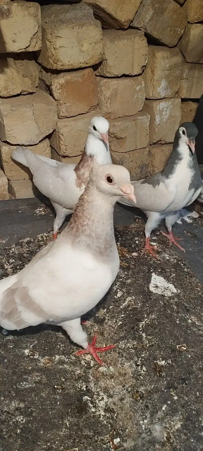 کبوتر نقره ای|پرنده|کوه چنار, |دیوار