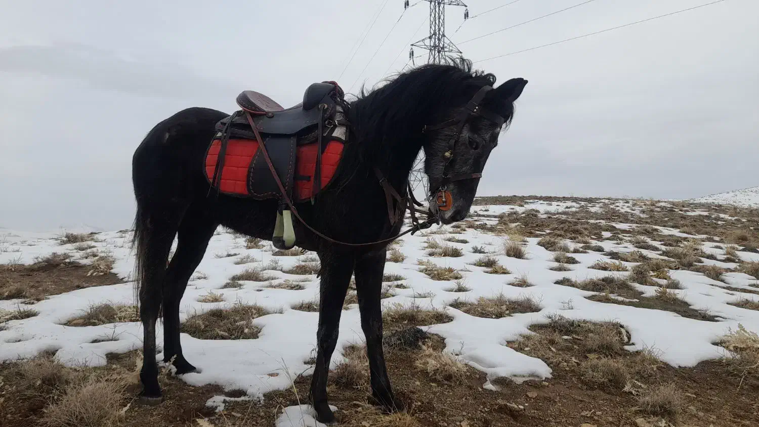 مادیان|اسب و تجهیزات اسبسواری|همدان, |دیوار