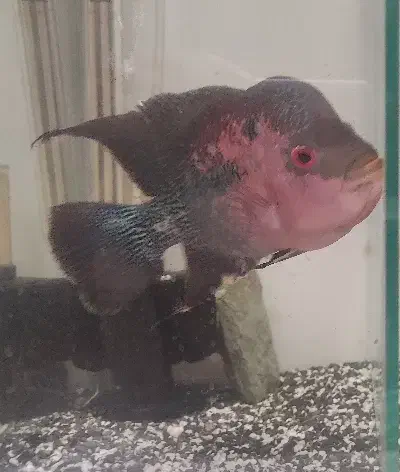 فلاور ماده بزرگ کار داده|ماهی|کرمان, |دیوار