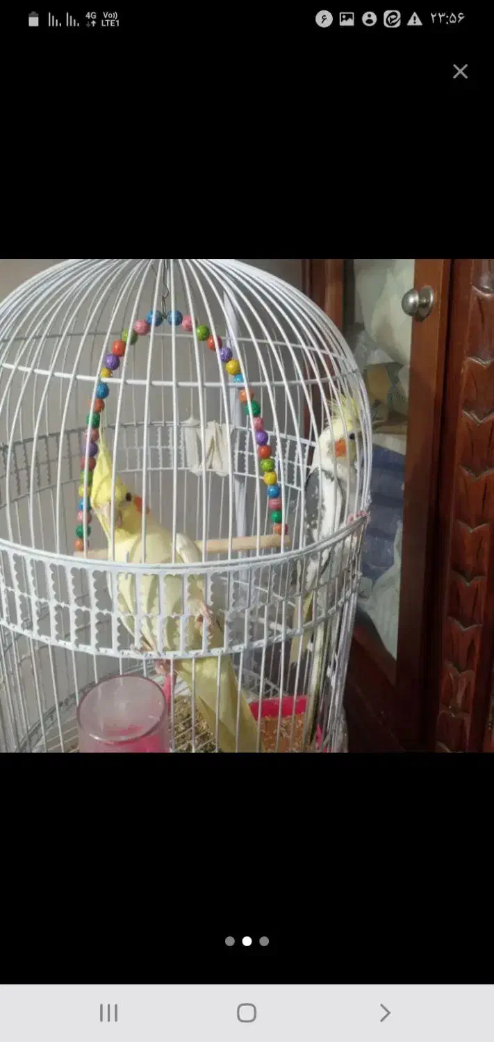 عروس هلندی سر حال|پرنده|مشهد, کشف|دیوار