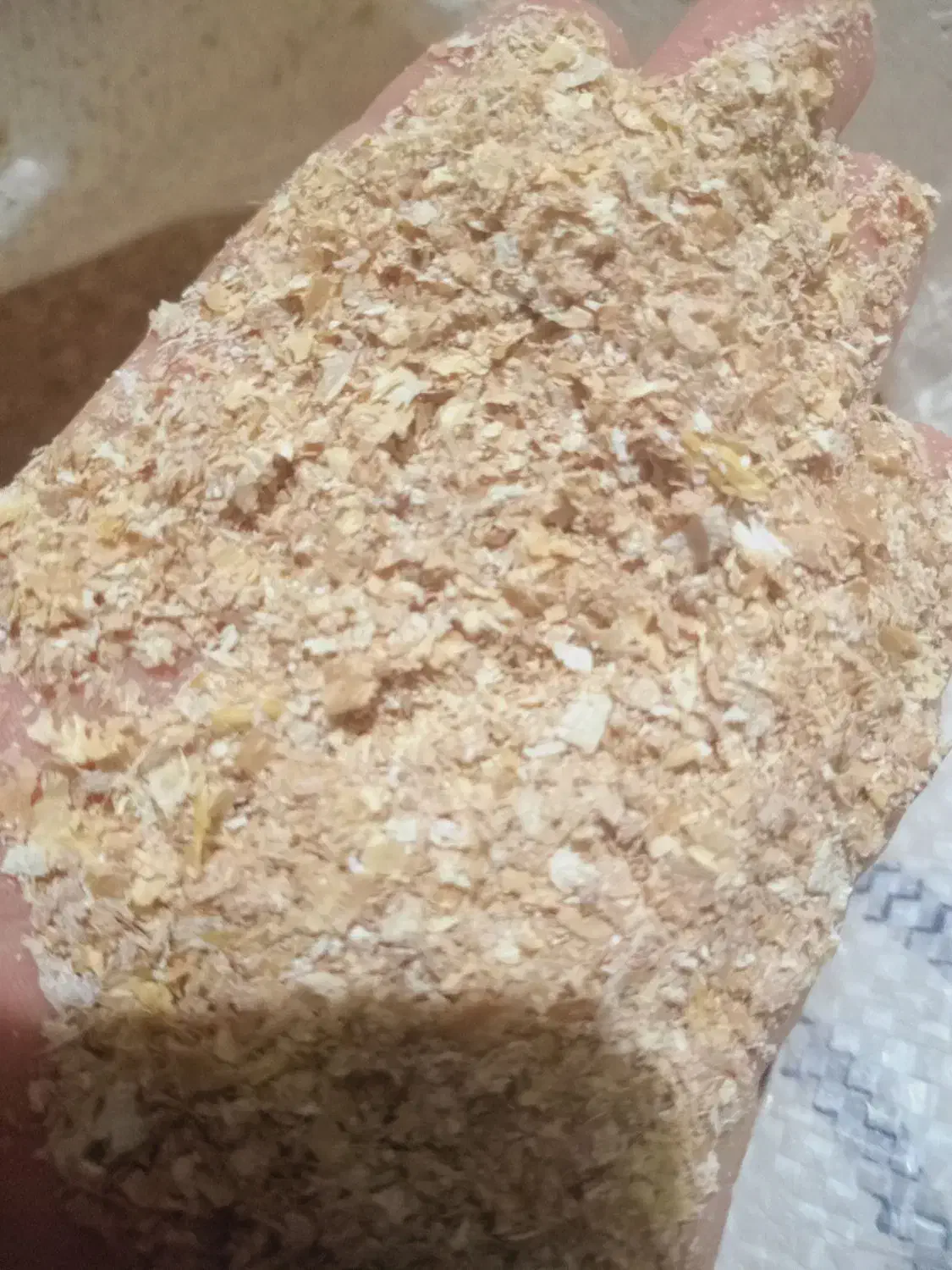 فروش کاه گندم و خوراک دام|لوازم جانبی حیوانات|بومهن, |دیوار